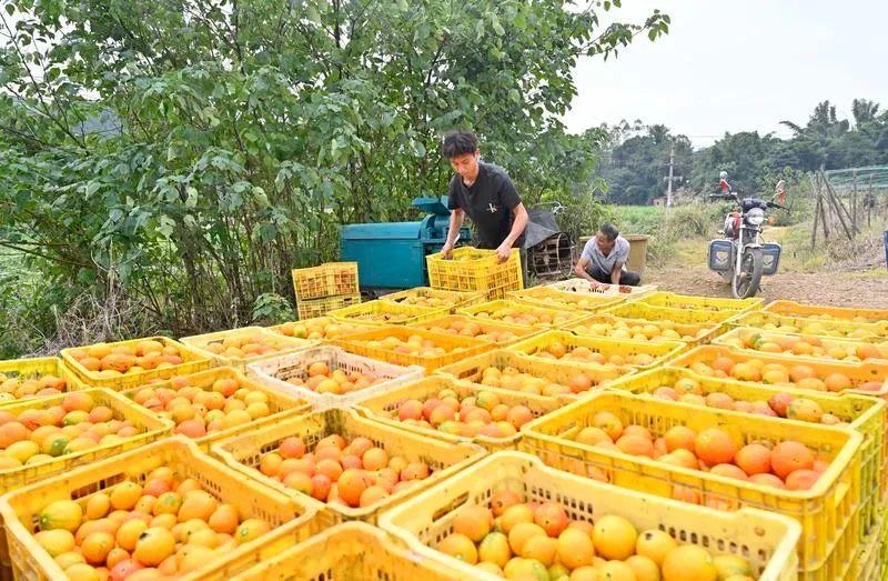 中央一号文件系列解读 壮大县域富民产业 畅通产品流通服务